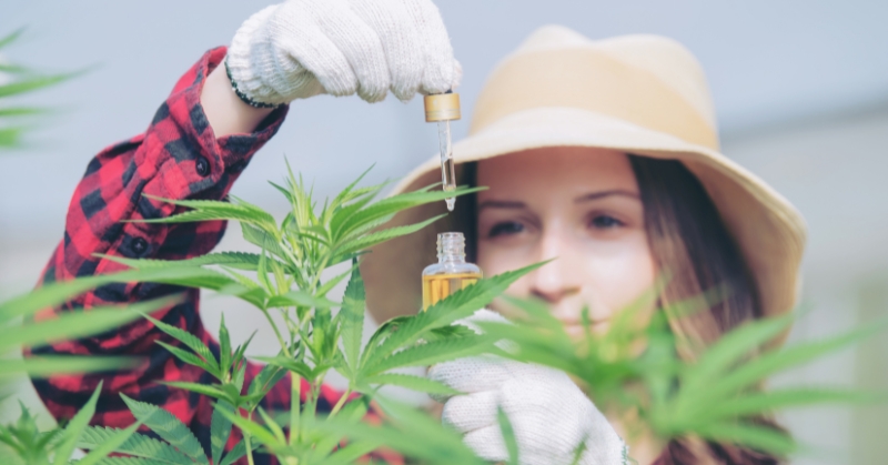 מדידה ומינון במתכוני CBD